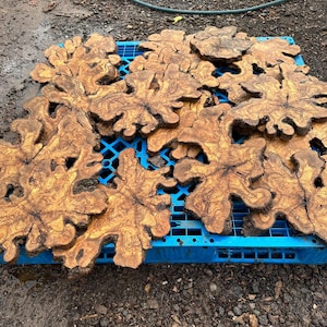 May include: A collection of irregularly shaped, wooden slabs with a natural, organic edge. The slabs are a warm brown color with darker brown grain patterns. They are stacked on a blue plastic pallet, suggesting they are ready for use in woodworking or craft projects.