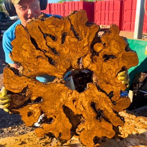 Olive Burl Wood Slab: Large Live Edge Cookie - Dry Hardwood