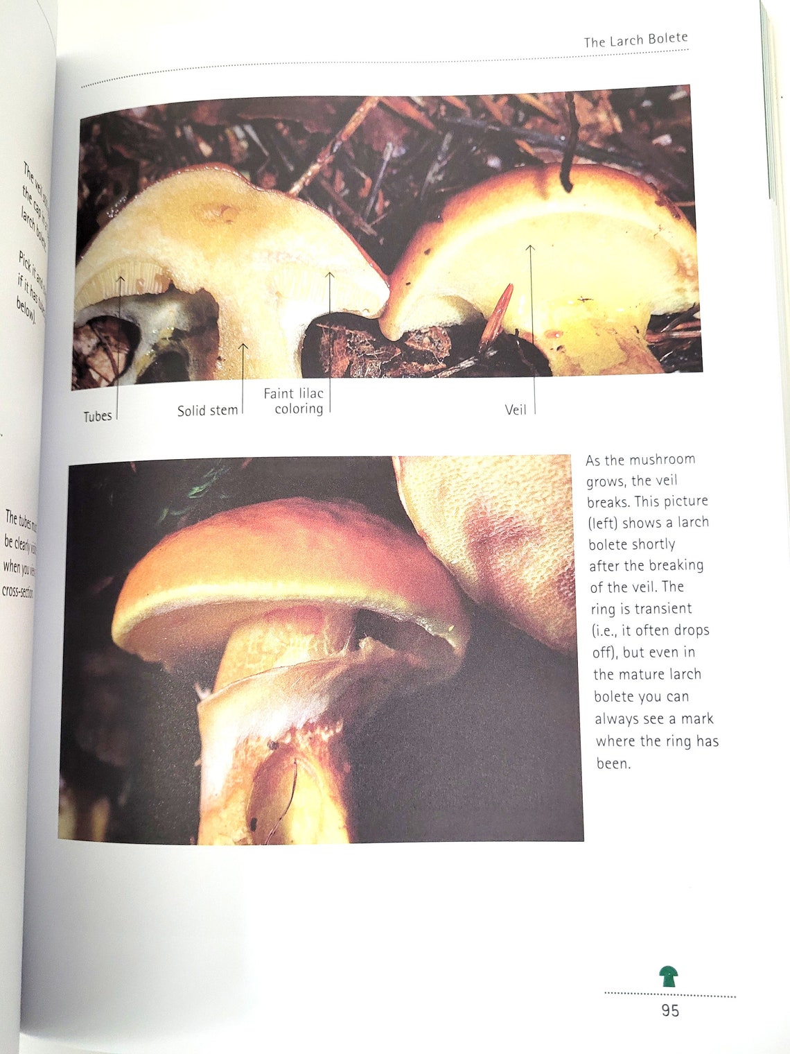 Mushrooming With Confidence Softbound Book by Alexander Schwab A Guide