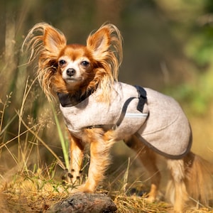 Peut inclure: Un petit chien brun à poils longs portant un manteau pour chien beige texturé avec des bordures noires et une sangle réglable noire. Le manteau présente une bande réfléchissante argentée sur le côté, ajustée autour du torse de l'animal.