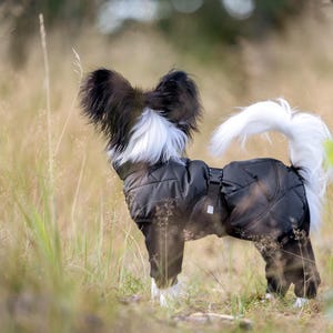 Może przedstawiać: Mały pies z czarno-białym futrem, ubrany w czarną pikowaną kurtkę. Pies ma puszysty biały ogon i stoi w wysokiej trawie. Płaszcz ma zapięcie na klamrę i zakrywa nogi psa.