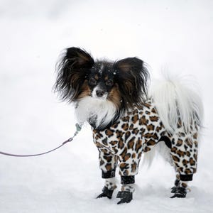 Può includere: Un cane Papillon con una tuta leopardata e stivali neri è nella neve, attaccato a un guinzaglio. Il cane ha pelo nero e marrone sulle orecchie e sul muso, con petto e coda bianchi.