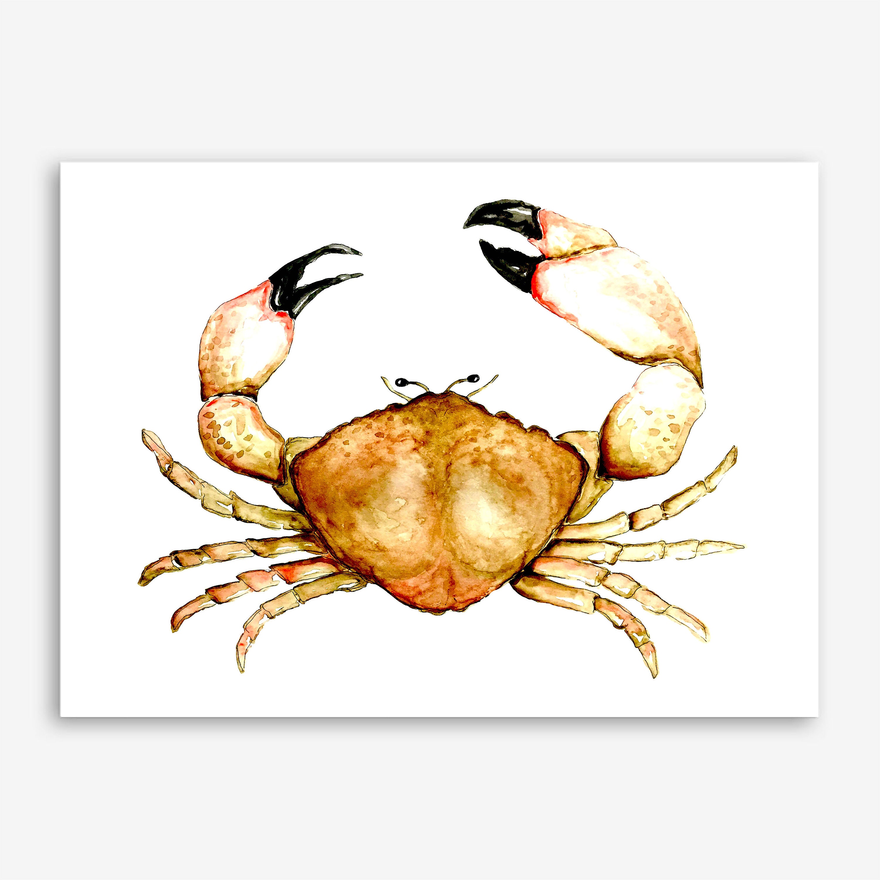stone-crab-art-print-watercolor-stone-crab-beach-house-art-ocean-art