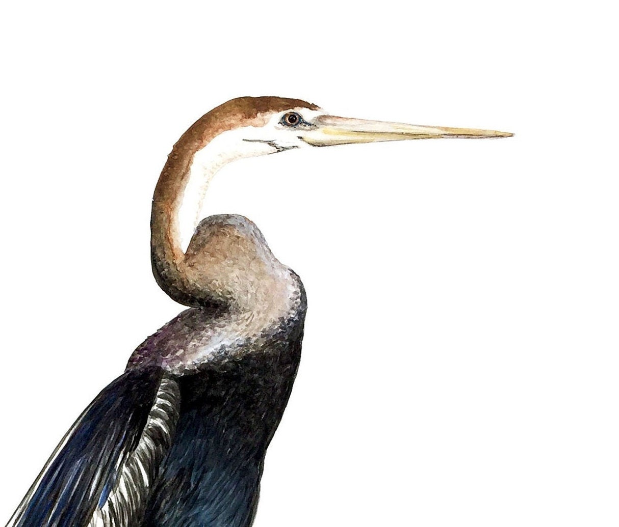 Anhinga Tropical Bird Art Print, Beach Art Print, Florida Bird Art ...