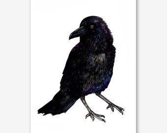 Raven Fine Art Print, Crow Art Print, Black Bird, Edgar Allen Poe Art, The Raven, Bird Lover Art, Smart Birds, Birds of America, Bird
