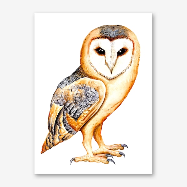 Barn Owl Fine Art Print, Country Owl Art, Barn Owl, Owl Print, Country Barn Owl, Bird Lovers Art, Tyto Alba Art, Night Birds, Labyrinth