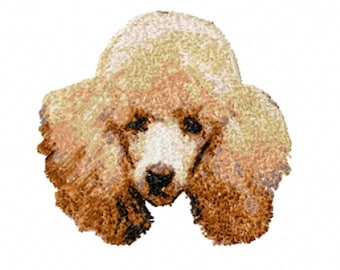 Apricot Poodle (Photostitch)