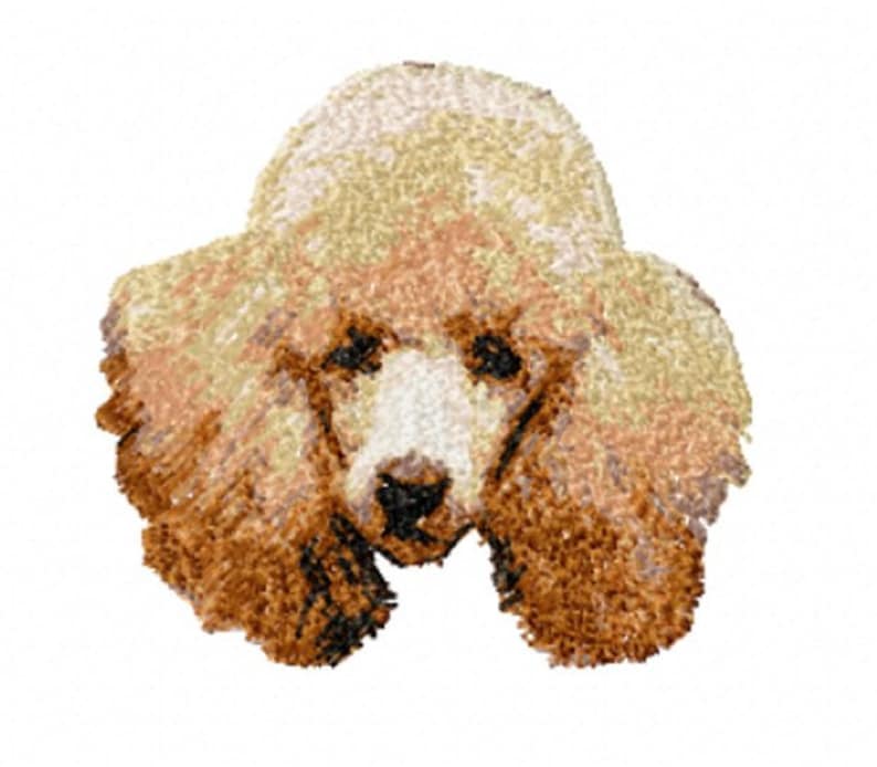 Apricot Poodle Photostitch image 1