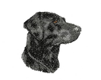 Labrador noir point de vue photo