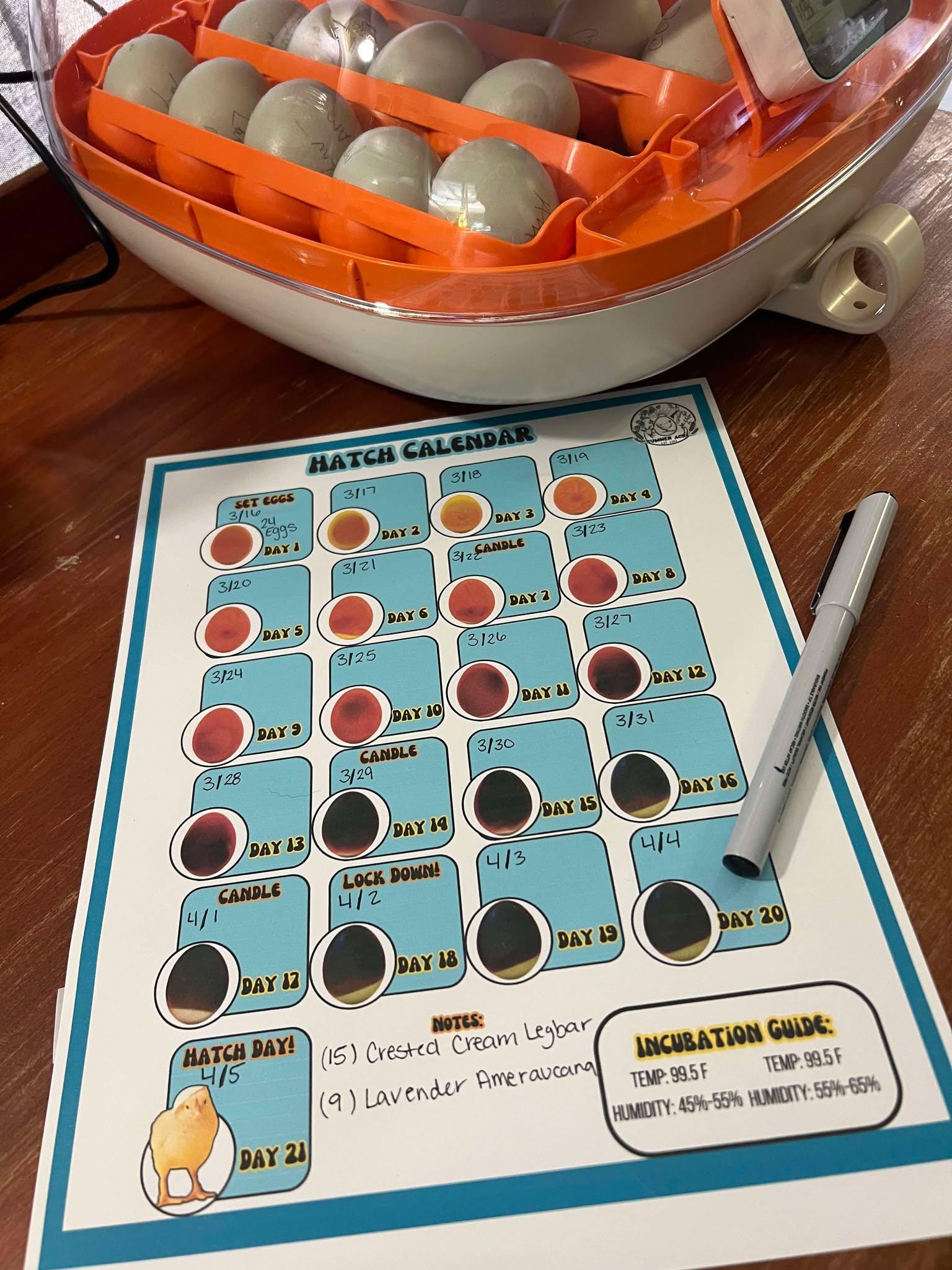 Chick Hatching Calendar - Printable PDF - Candling & Lockdown Dates - 1 ...