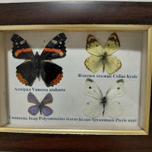 May include: A framed display featuring four preserved butterflies. The butterflies include a black and orange Admiral, a yellow Colias hyale, a blue Polyommatus icarus, and a white Pieris napi. Each butterfly is labeled with its scientific name.