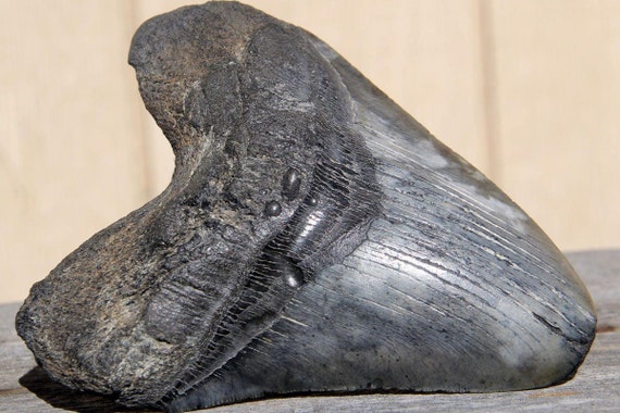 ENORM Meer dan 6 inch grote Megalodon haaientand fossiel dus Carolina,  grijs zwarte haaientand, schone authentieke natuurlijke geniune monster  haaientanden - Etsy België
