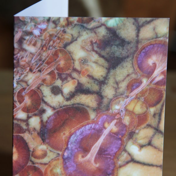 Macro Note Cards Amazingly Different!  Avante Garde photo images of stone. Abstract Realism, Distinctive Art with Envelope. Blank Art Card