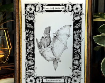 Bat Illustration Print - Halloween wall decor -  Wildlife Artwork - Vintage Style Animal Drawing - Gift for Nature Enthusiasts and goths