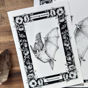 May include: A black and white ink illustration of a brown long-eared bat, labelled "Brown long-eared bat" and "Plecotus auritus", framed by a detailed floral border on white paper. The artwork features intricate line work and shading.