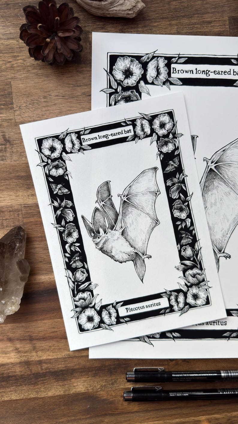 May include: A black and white ink illustration of a brown long-eared bat, labelled "Brown long-eared bat" and "Plecotus auritus", framed by a detailed floral border on white paper. The artwork features intricate line work and shading.