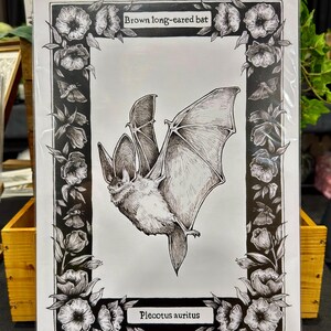 Bat Illustration Print - Halloween wall decor - Wildlife Artwork - Vintage Style Animal Drawing - Gift for Nature Enthusiasts and goths