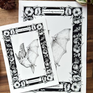 May include: Two white rectangular art prints featuring a black and white ink illustration of a brown long-eared bat. The bat is centred within a floral border. The text Brown long-eared bat and Plecotus auritus is printed on each art print.