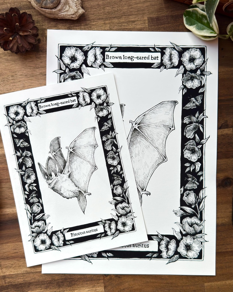 May include: Two white rectangular art prints featuring a black and white ink illustration of a brown long-eared bat. The bat is centred within a floral border. The text Brown long-eared bat and Plecotus auritus is printed on each art print.