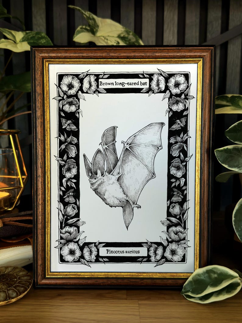 May include: A framed black and white ink illustration of a brown long-eared bat, labelled with the text Brown long-eared bat and Plecotus auritus, surrounded by a decorative border of flowers and moths within a dark wood frame with gold trim.
