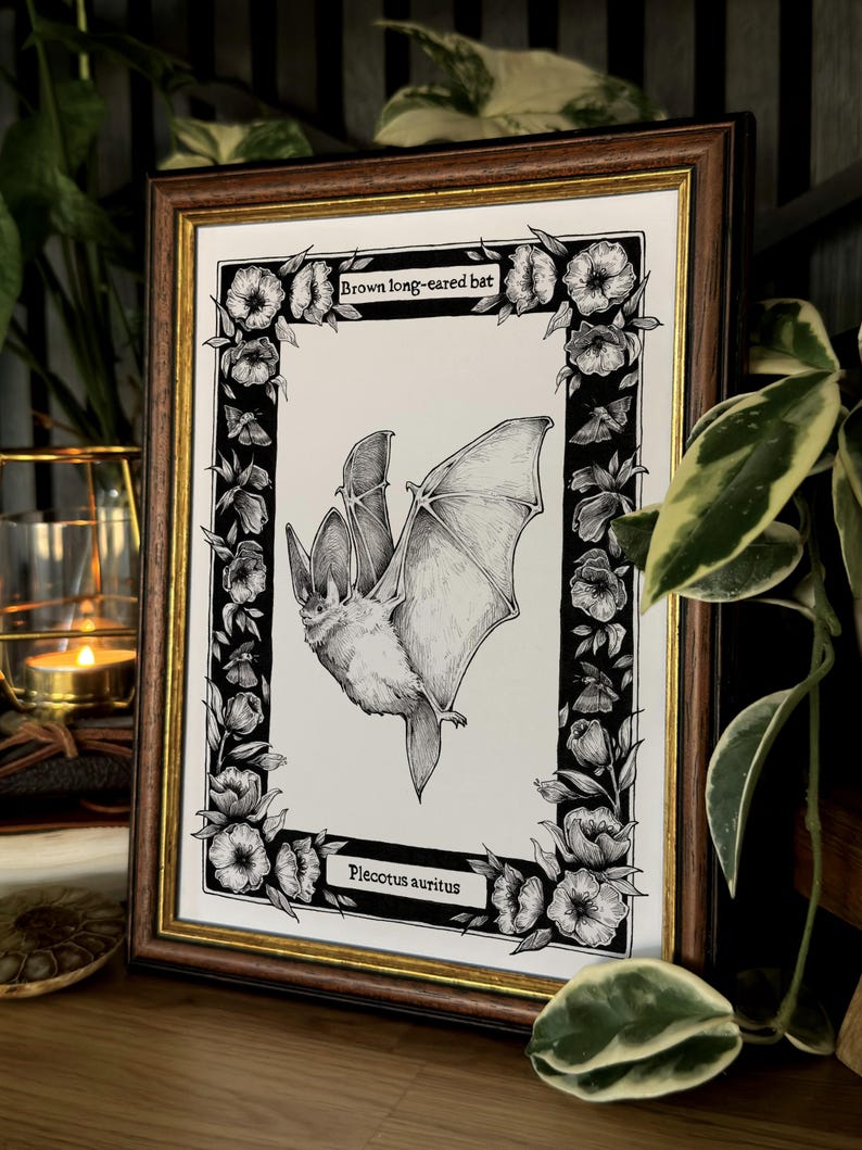 May include: A framed black and white ink illustration of a brown long-eared bat in flight. The artwork features a floral border with moths and the text "Brown long-eared bat" at the top and "Plecotus auritus" at the bottom, set in a dark wood frame.