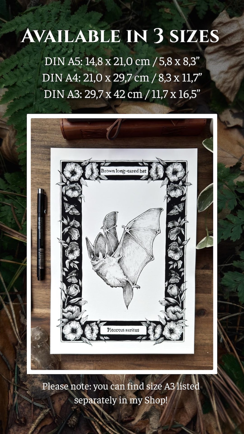 May include: A black and white ink illustration of a brown long-eared bat, labelled 'Brown long-eared bat' and 'Plecotus auritus', framed by a floral border. Text lists sizes: DIN A5 (14.8 x 21.0 cm), DIN A4 (21.0 x 29.7 cm), and DIN A3 (29.7 x 42 cm).