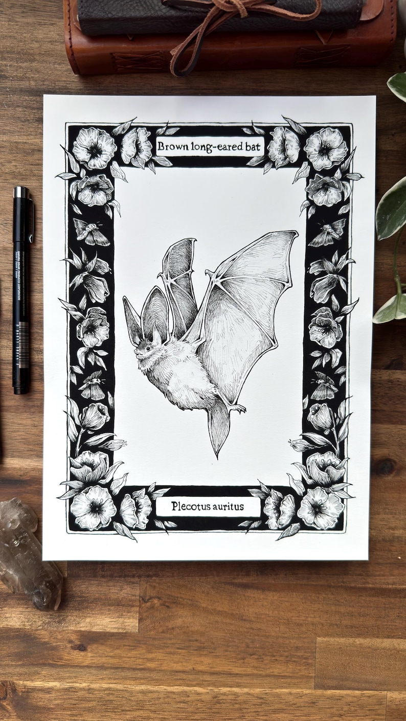 Bat Illustration Print - Halloween wall decor - Wildlife Artwork - Vintage Style Animal Drawing - Gift for Nature Enthusiasts and goths image 3