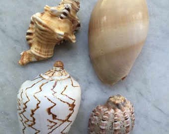 Set of 4 Seashells Harp, Triton, Volute, Melon