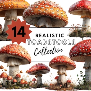 Collection de cliparts champignon vénéneux réalistes - graphiques détaillés de champignons