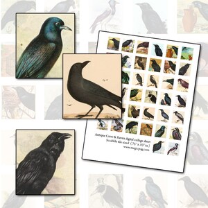 May include: Digital collage sheet featuring vintage illustrations of crows and ravens. The sheet is designed for use with Scrabble tiles, measuring 1.9 cm by 2.1 cm. The sheet includes a variety of black birds in different poses.