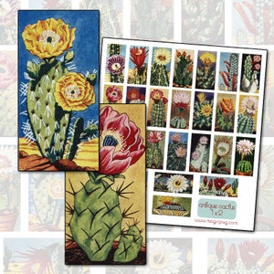 May include: A digital collage sheet featuring vintage illustrations of various cacti with flowers. The sheet includes 36 individual images of cacti with different shapes, sizes, and colors. The sheet is labeled "antique cactus 1 x 2" and "www.magicpug.com".