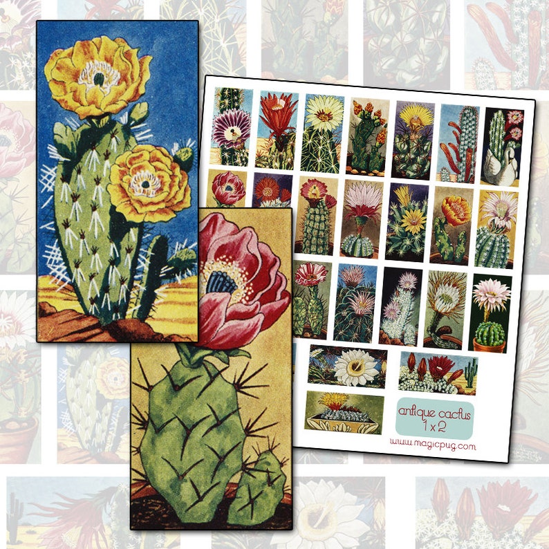 Vintage Flowering Cactus Domino Digital Collage Sheet for jewelry pendant decoupage 25mm x 50mm 1x2 inches image 1