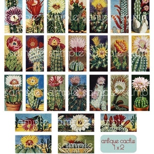 Vintage Flowering Cactus Domino Digital Collage Sheet for jewelry pendant decoupage 25mm x 50mm 1x2 inches image 2