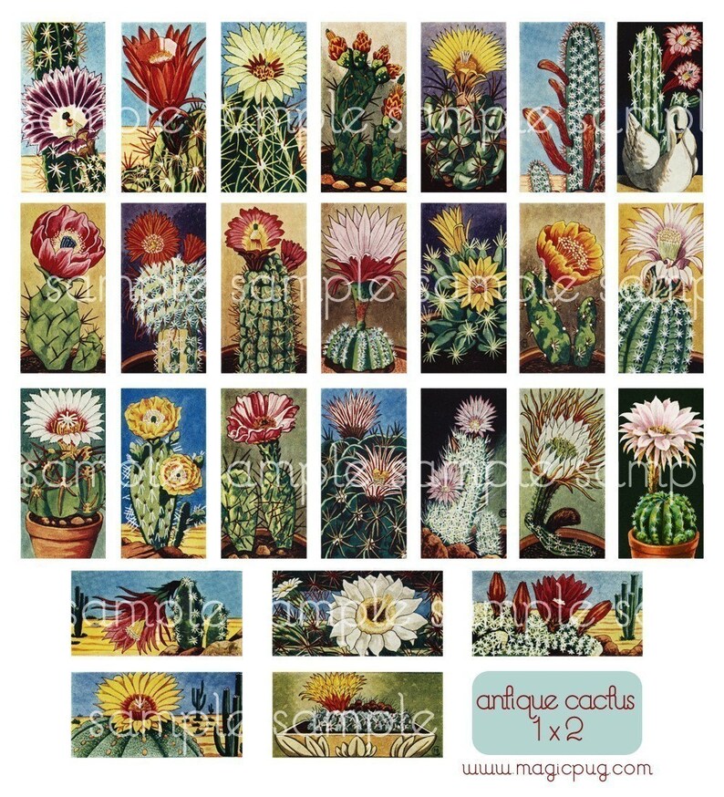 Vintage Flowering Cactus Domino Digital Collage Sheet for jewelry pendant decoupage 25mm x 50mm 1x2 inches image 2