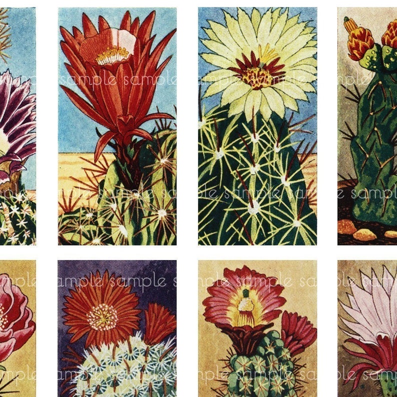 Vintage Flowering Cactus Domino Digital Collage Sheet for jewelry pendant decoupage 25mm x 50mm 1x2 inches image 3