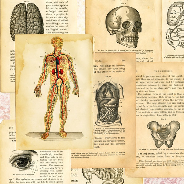 Antique 1890s Doctor's Medical Anatomy Book Pictures digital collage sheet set over 35 pages altered art corset instant digital download
