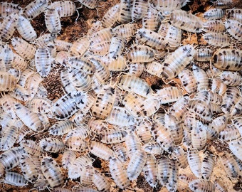 15X Dairy Cow Isopods, Woodlice, Pill bugs, Clean Up Crew