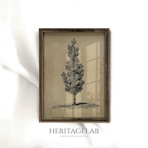 Vintage Neutral Pine Tree Sketch Wall Art • Classic Large Painting Wall Art for Farmhouse Decor • Historical Retro Drawing • S40