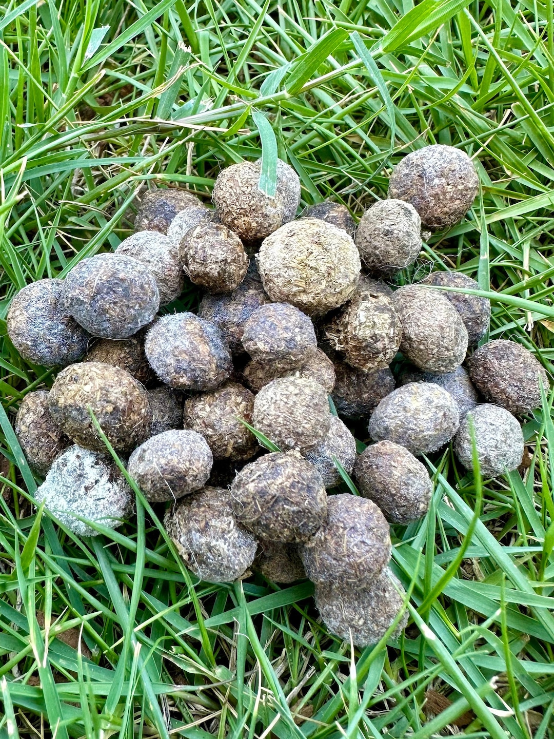 Rabbit Manure Mushroom Substrate Pasteurized - Etsy