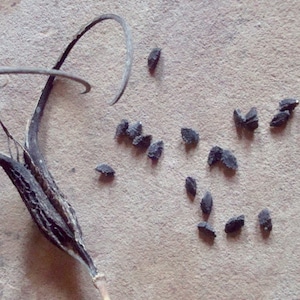 May include: A dried, twisted, brown seed pod with a long, thin stem.  The pod is surrounded by a scattering of small, black seeds on a light brown surface.