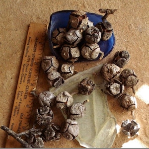 May include: A close-up of a group of brown, woody, cone-shaped objects. Some of the cones are in a blue dish, while others are scattered on a brown surface. A ruler with the text "HAMDEN SEWING SUPPLIES CENTER" is visible in the image.