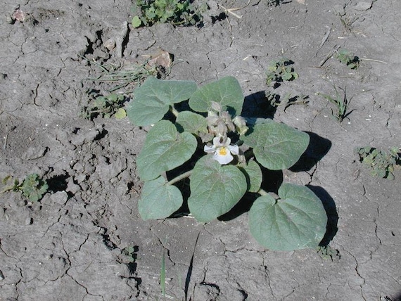 Devils Claw Seeds, Seed Packet With Instructions, Proboscidea