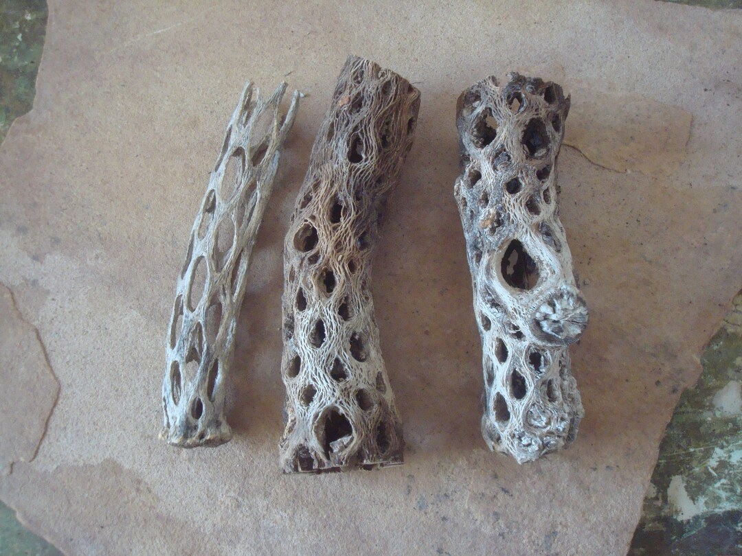 10 Pcs 6" CHOLLA Wood Cactus | Organic | Shrimp Fish Aquarium - Foto 7