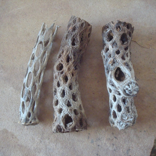 3 Cholla Cactus Skeleton Wood Pieces ~ Crafts Assemblage Macrame Terrariums Jewelry Organic Floral Decor