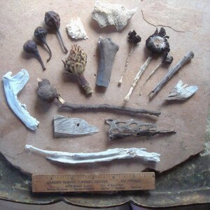 Nature Mix Oddities: Bone, Mushrooms, Stone, Talisman Supplies, Assemblage Media