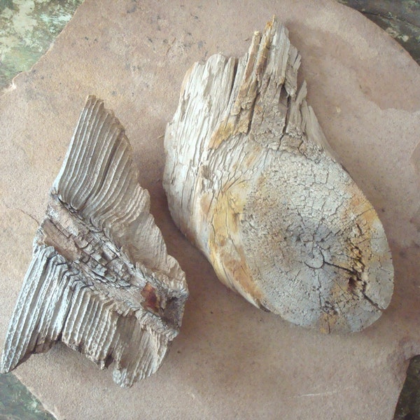 Aged Cut Log Wood Pieces for Crafts, Assemblage, Terrarium, Sculpture, Natural Organic Hobbit Fairy