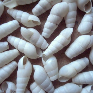 100+ Tiny Land Snail Shells, White Conical Shells for Craft or Jewelry, Science Projects ~ Found Object Supply ~ Decollate Snails