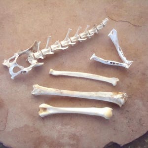 May include: A collection of off-white animal bones including a segmented spinal column, a V-shaped jawbone with visible tooth sockets, and three separate long bones of varying thicknesses, all displayed together as a set of natural specimens.