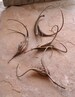 15 Devils Claw Seed Pods, Grapple Plant, Unicorn Plant, Proboscidea, Desert Plant Woody Pod for Crafting 