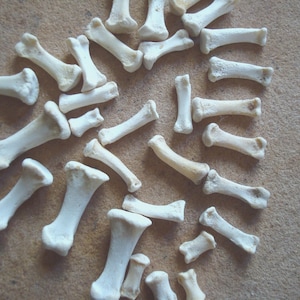Chicken Toe Foot Bones, Wicca, Tribal, Pagan, Totem Jewelry, Altered Art, Assemblage, Natural Craft